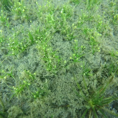 Subularia aquatica — habit