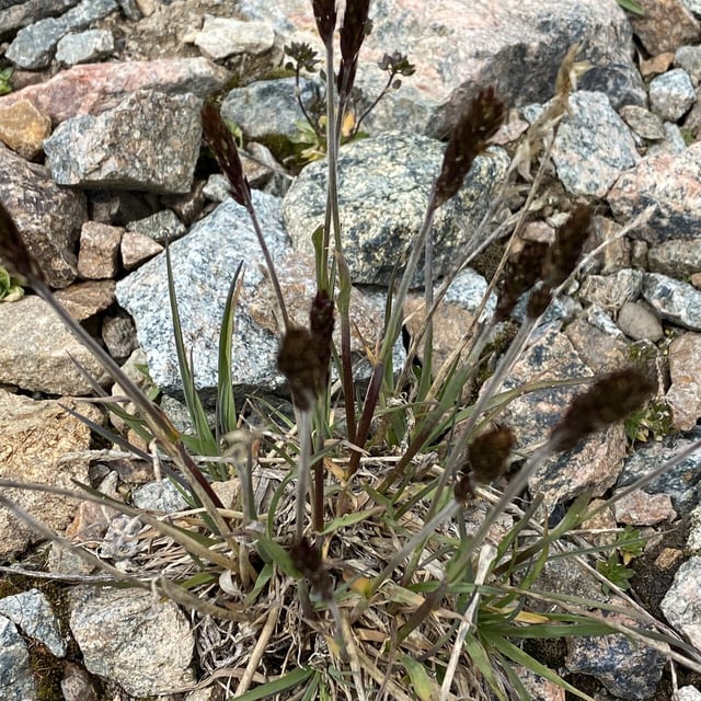 Trisetum spicatum — flower