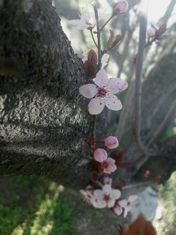 Cherry plum