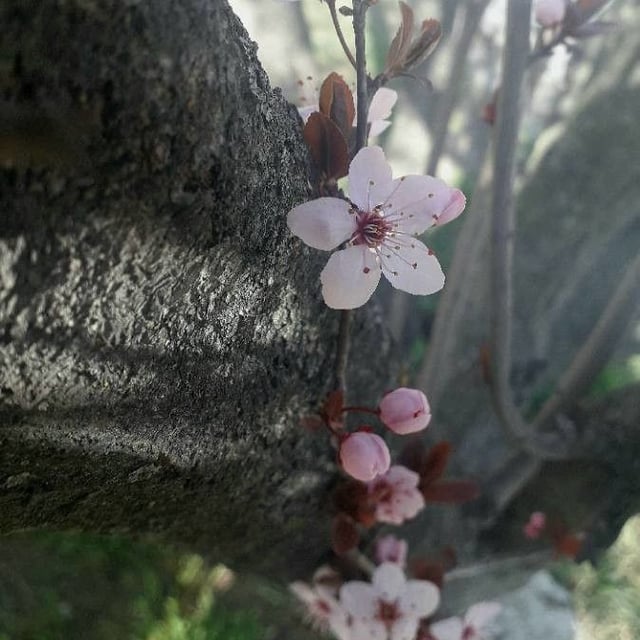 Prunus cerasifera — flower