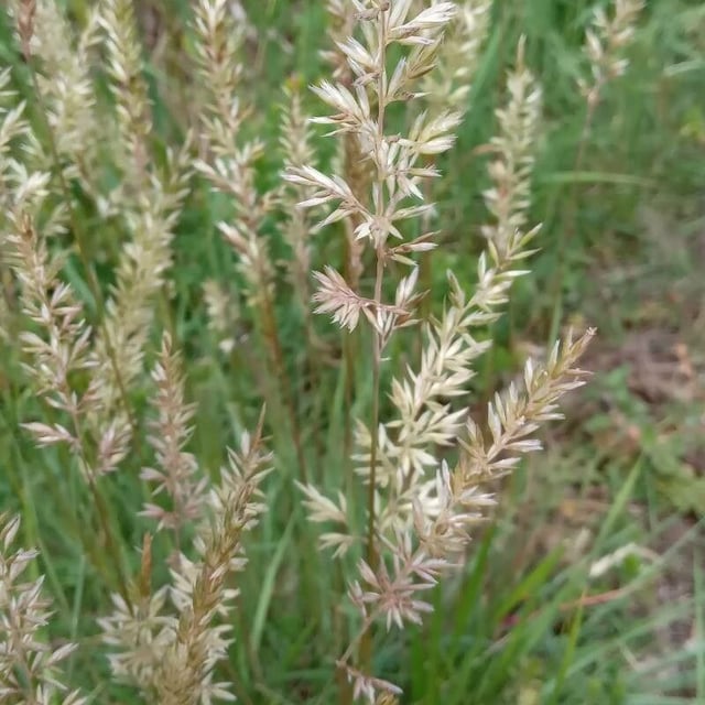 Koeleria pyramidata — flower