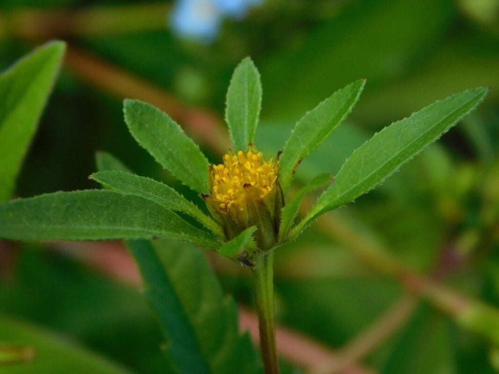 Trifid bur-marigold