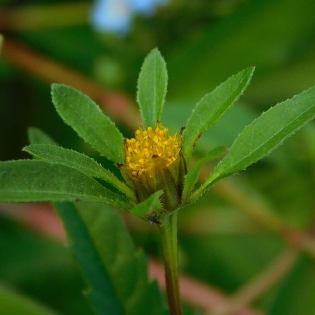 Bidens tripartita — flower