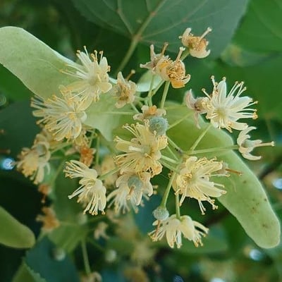 Tilia cordata — flower