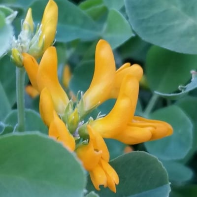 Medicago arborea — flower