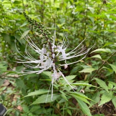Orthosiphon aristatus — flower