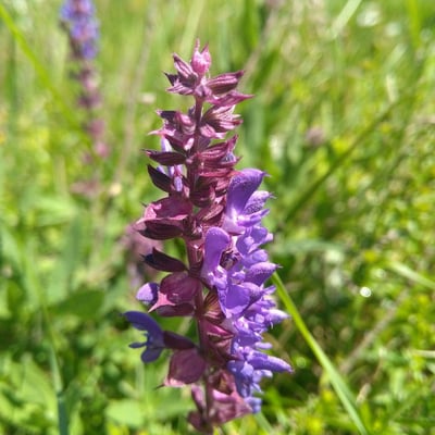 Salvia pratensis — flower