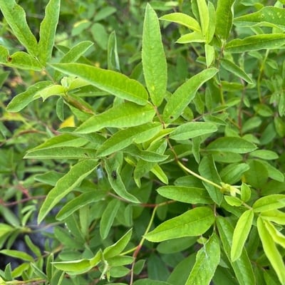 Rosa palustris — leaf