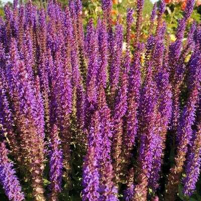 Salvia nemorosa — flower