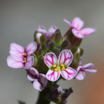 Aethionema saxatile — flower