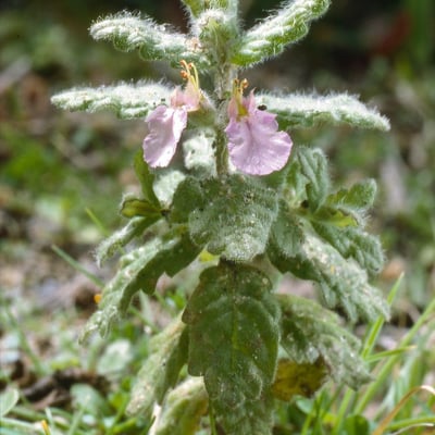 Teucrium scordium — flower