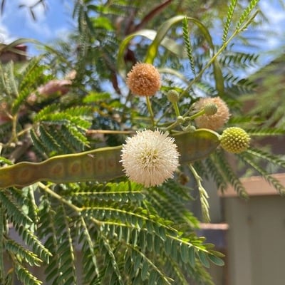Leucaena leucocephala — flower