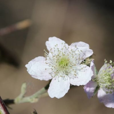 Rubus vulgaris — flower