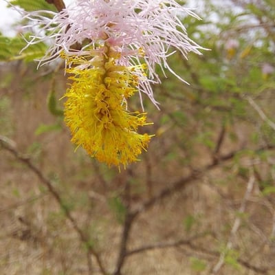 Dichrostachys cinerea — flower