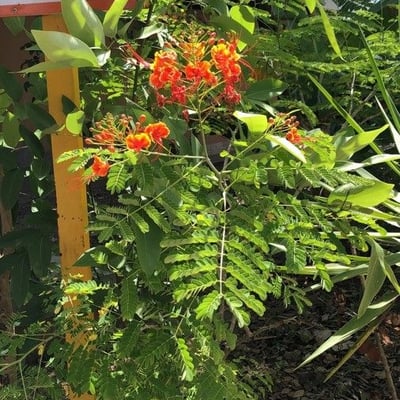 Caesalpinia pulcherrima — flower