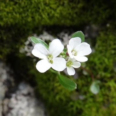 Cardamine resedifolia — flower