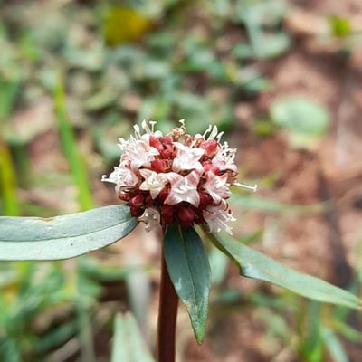 Spermacoce verticillata — flower