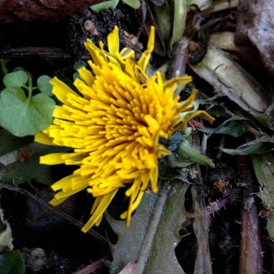 Taraxacum dissectum — flower