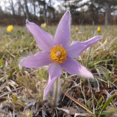 Pulsatilla grandis — flower