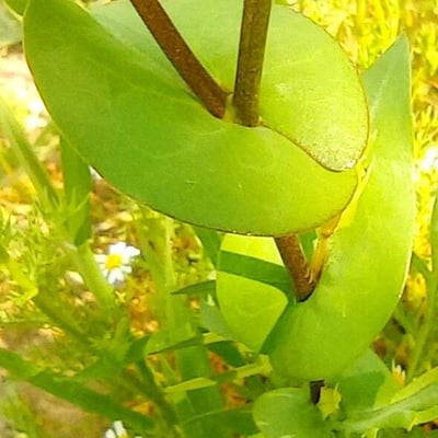 Lepidium perfoliatum — leaf