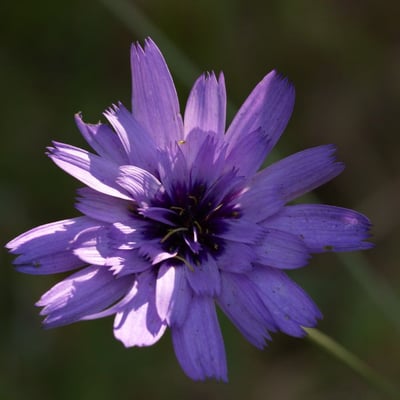 Catananche caerulea — flower