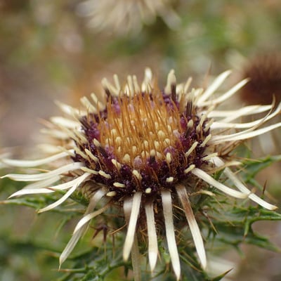 Carlina vulgaris — flower