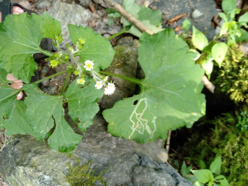 Adenocaulon himalaicum