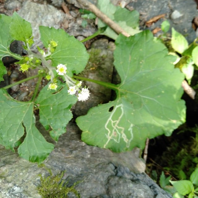 Adenocaulon himalaicum