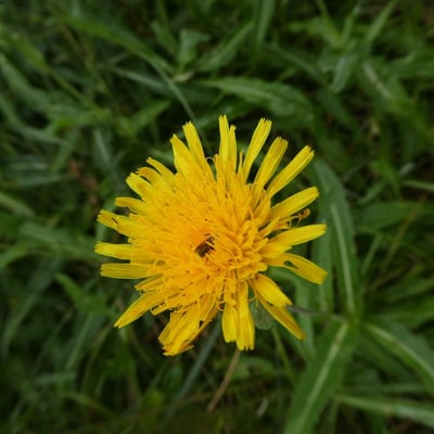 Sonchus maritimus — flower