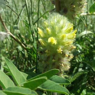 Astragalus alopecurus — flower