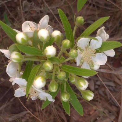 Campomanesia adamantium — flower