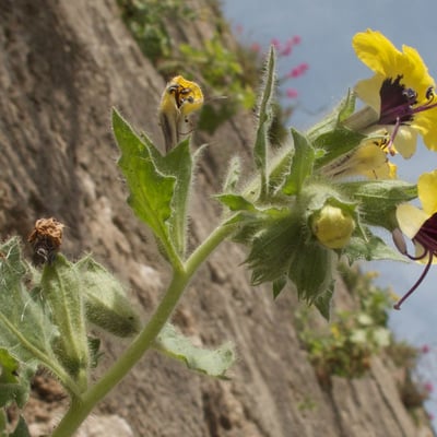 Hyoscyamus aureus — flower