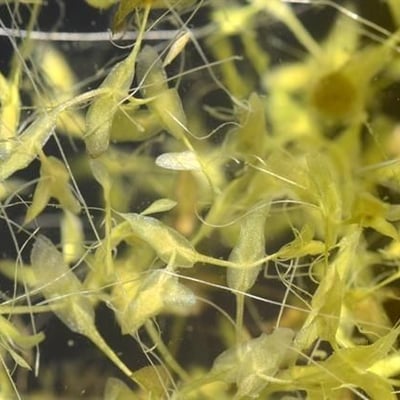 Lemna trisulca — flower