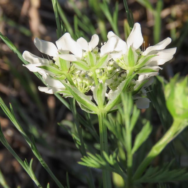 Orlaya grandiflora — flower