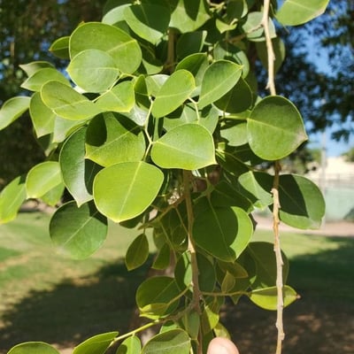 Dalbergia sissoo — leaf