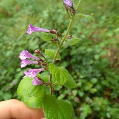 Clinopodium nepeta — flower