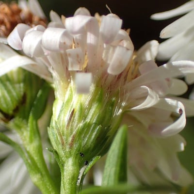 Symphyotrichum × salignum — flower