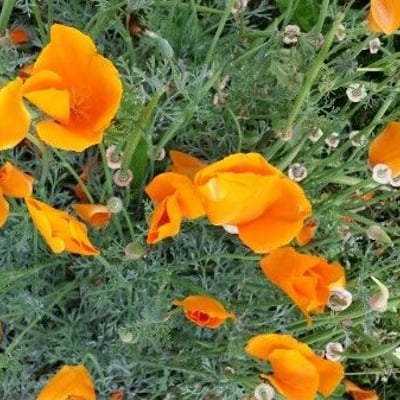 Eschscholzia californica — flower