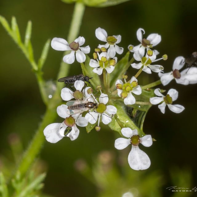 Scandix pecten-veneris — flower