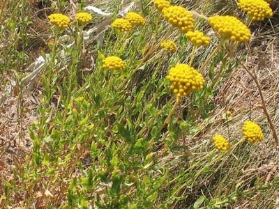 Sweet yarrow