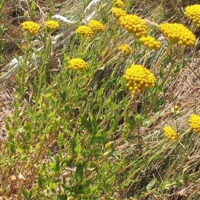 Sweet yarrow