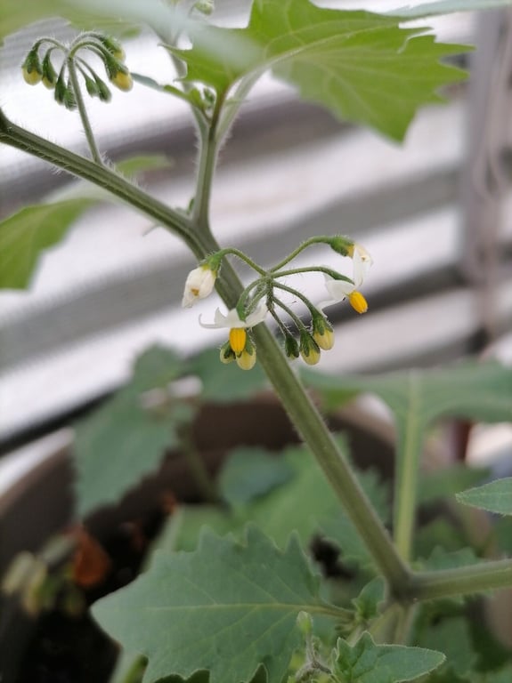Divine nightshade