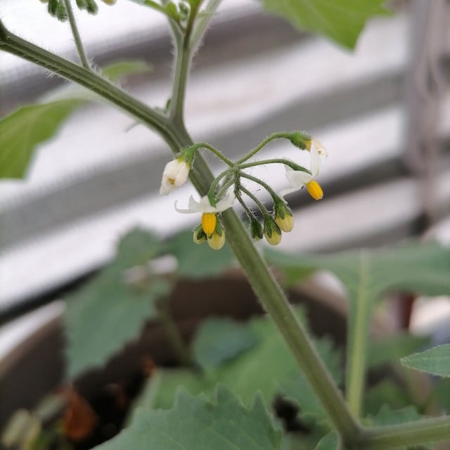 Solanum nigrescens — flower