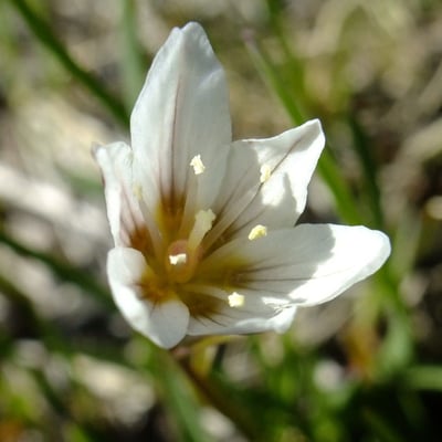 Gagea serotina — flower