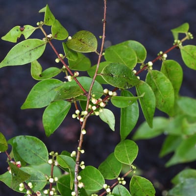 Myrciaria floribunda — flower