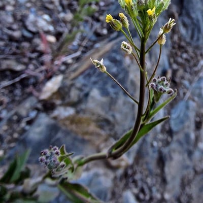 Camelina microcarpa — flower