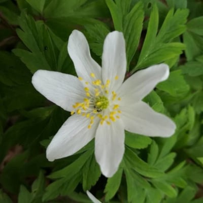 Anemone quinquefolia — flower
