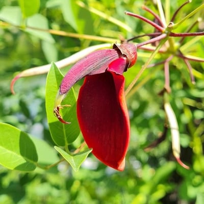 Erythrina crista-galli — flower