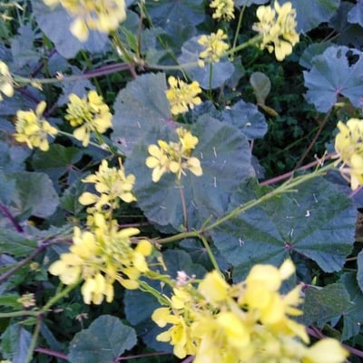 Brassica barrelieri — flower