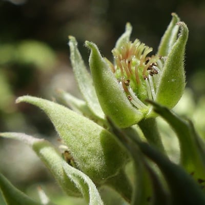 Rubus apetalus — flower